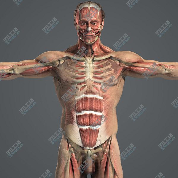 images/goods_img/20210312/Male Body, Skeletal and Muscular System Pack (Textured)/2.jpg
